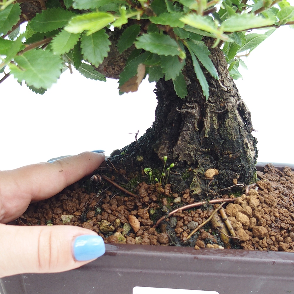 Bonsai da esterno - Zelkova - Zelkova NIRE
