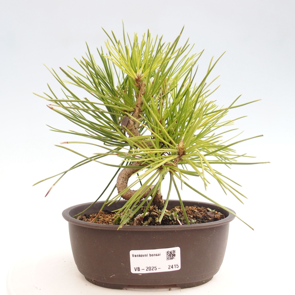 Bonsai da esterno - Pinus thunbergii - Pino di Thunberg