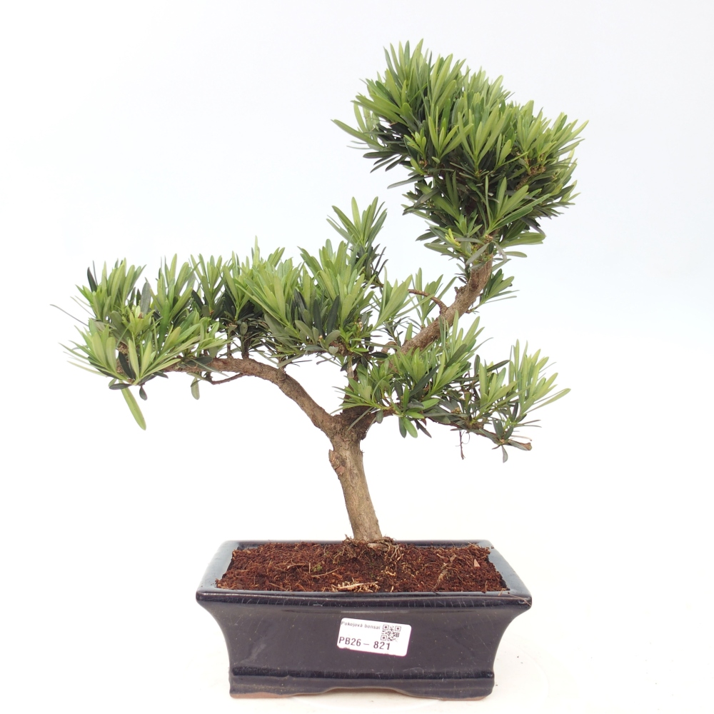Camera bonsai - Podocarpus - Tasso delle pietre