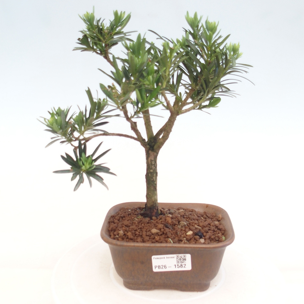 Camera bonsai - Podocarpus - Tasso delle pietre