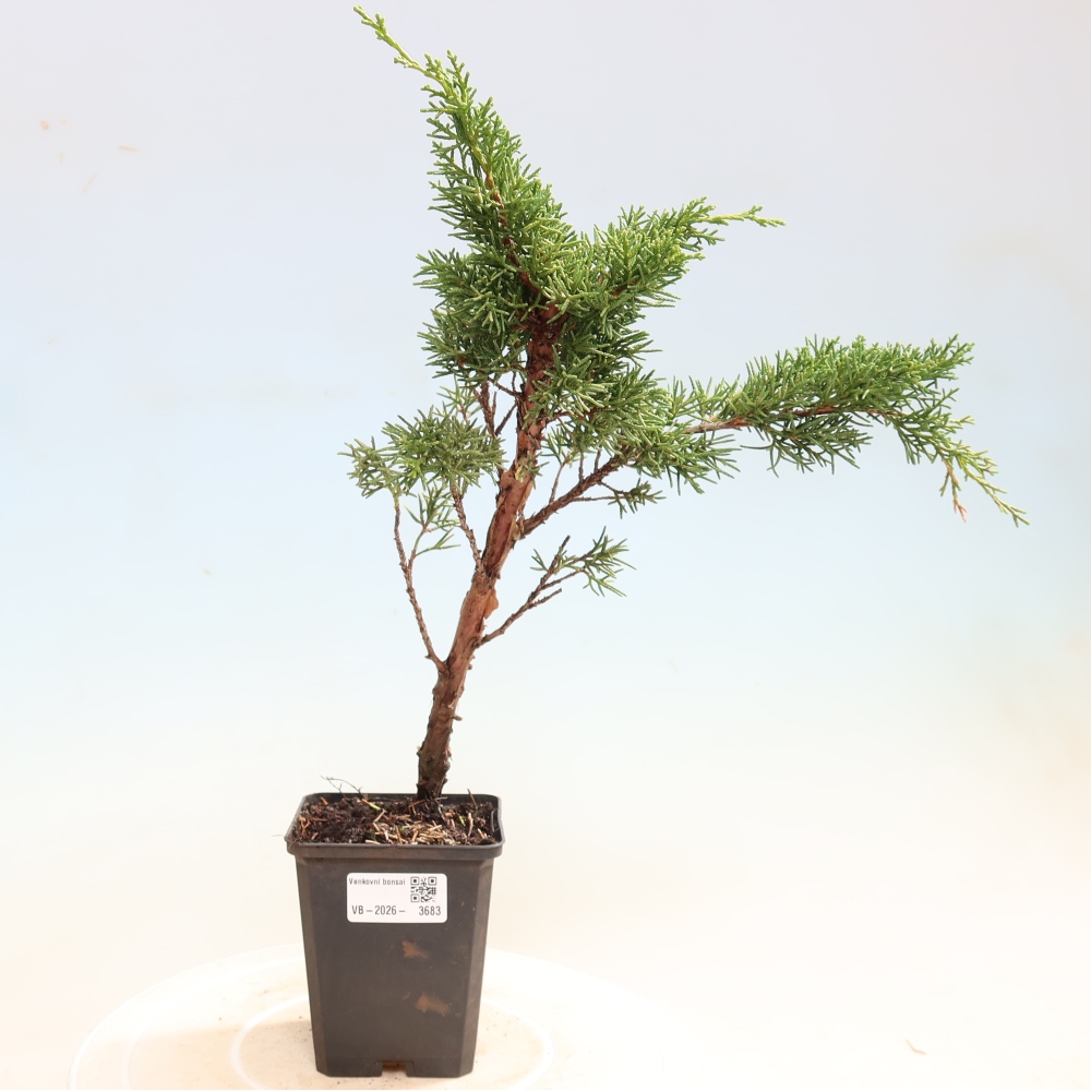 Bonsai da esterno - Juniperus chinensis Kishu