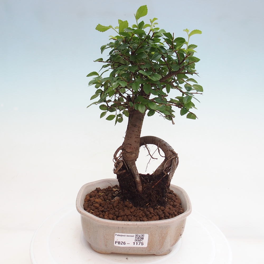 Camera bonsai - Ulmus parvifolia - Olmo a foglie piccole