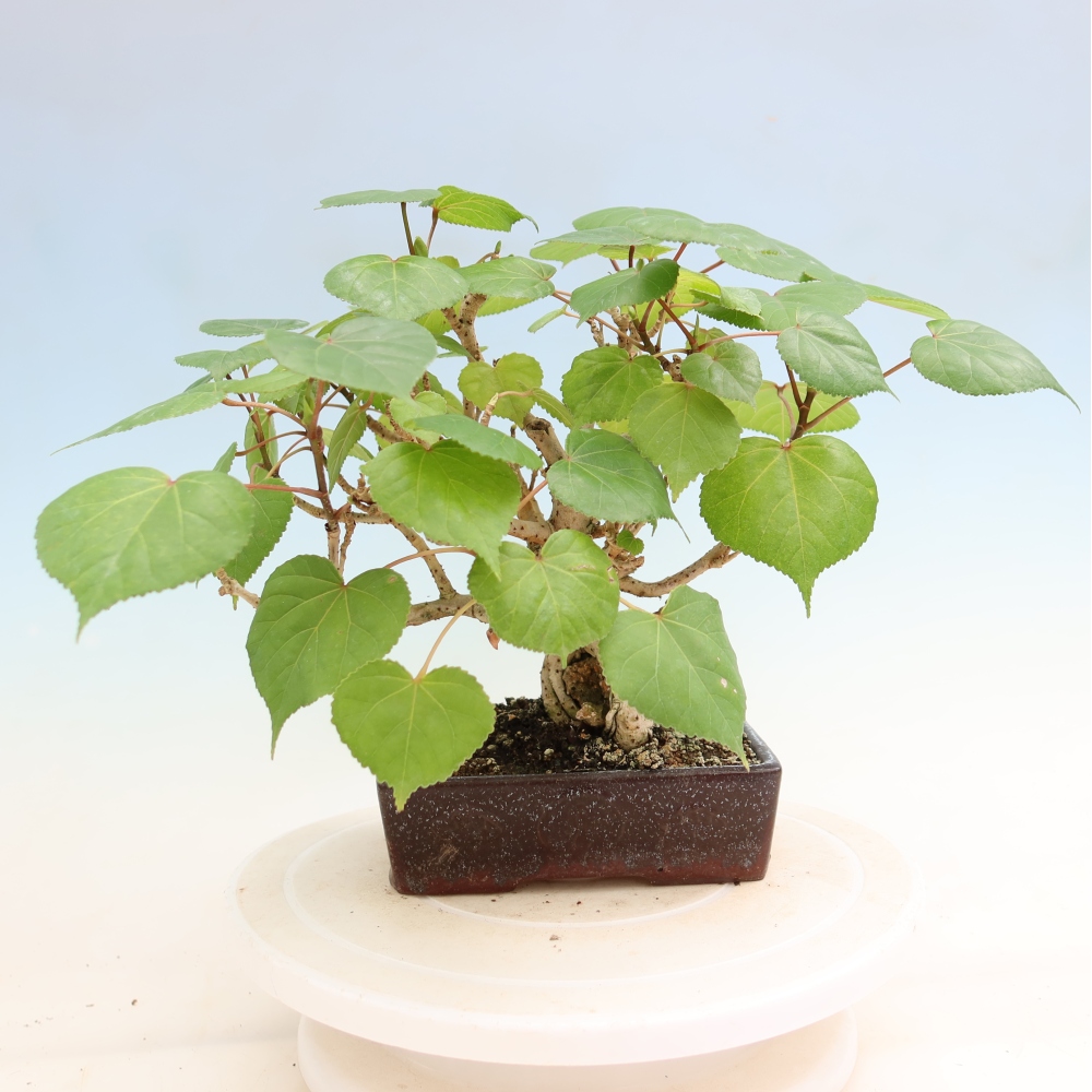 Bonsai da interno - Hibiscus tiliaceus - Ibisco marino