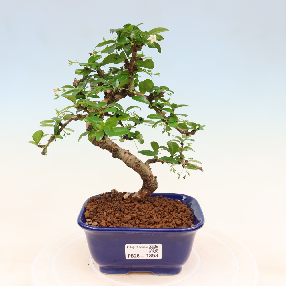Camera bonsai - Carmona macrophylla - Tea fuki