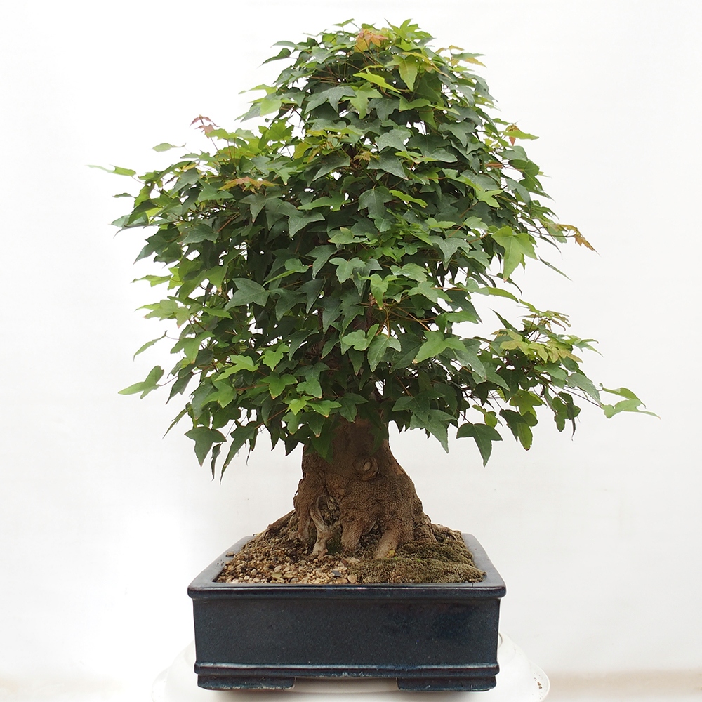 Bonsai da esterno - Acer Buergerianum - Acero di Burger