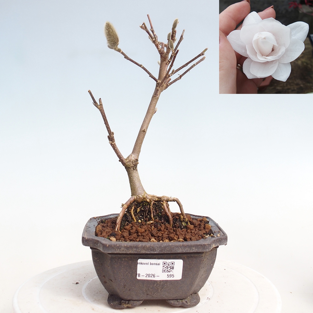 Bonsai da esterno - Magnolia stellata