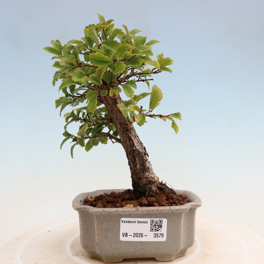 Bonsai da esterno - Zelkova - Zelkova NIRE
