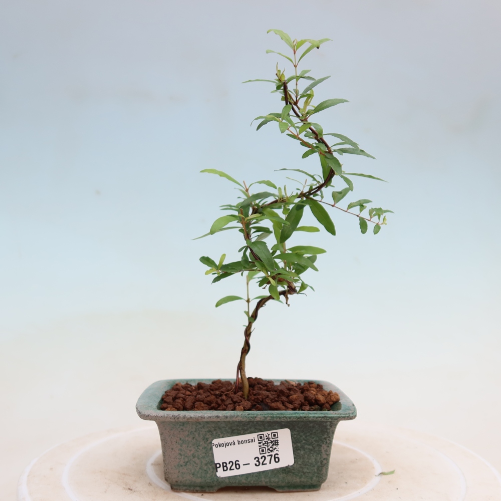 Camera bonsai-PUNICA granatum nana-Mela granata