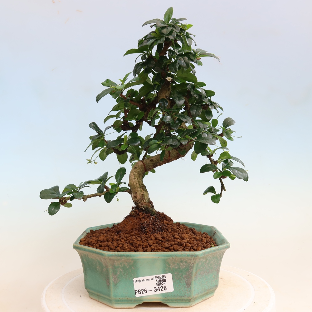 Camera bonsai - Carmona macrophylla - Tea fuki