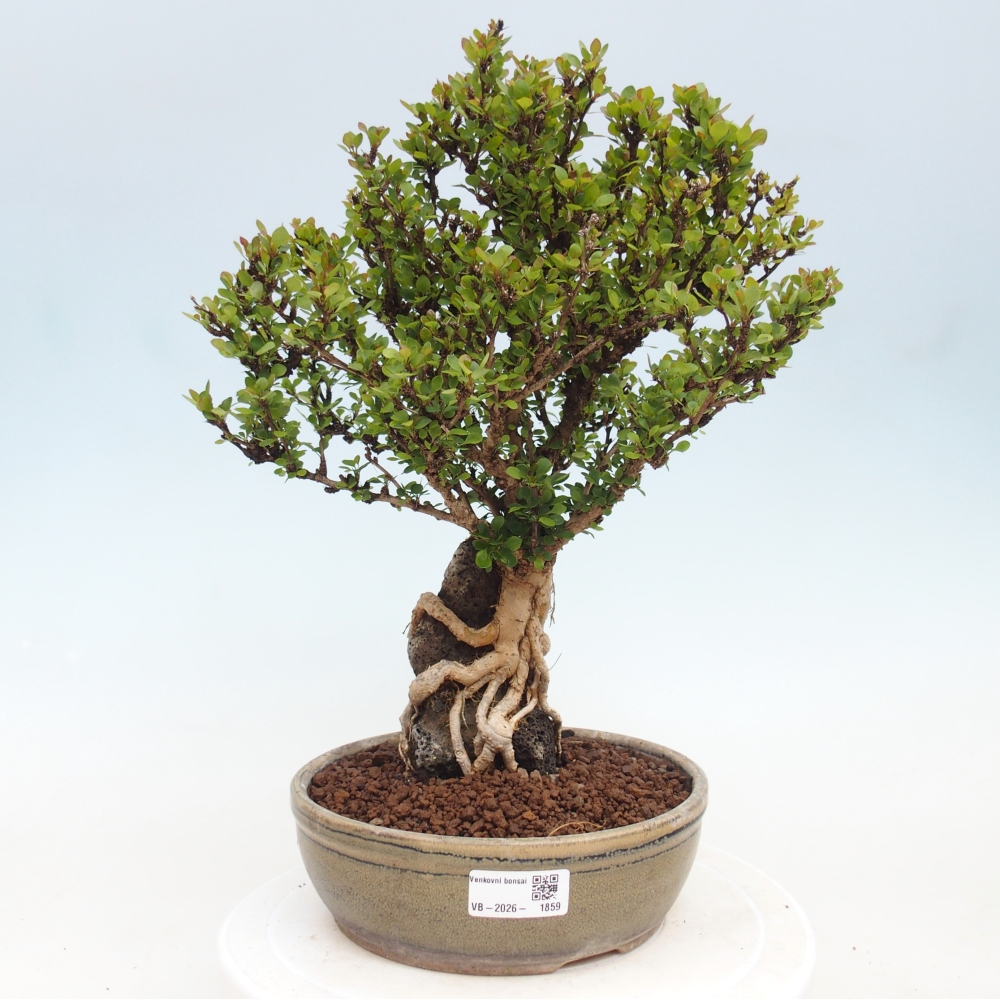 Bonsai da esterno - Berberis coreana