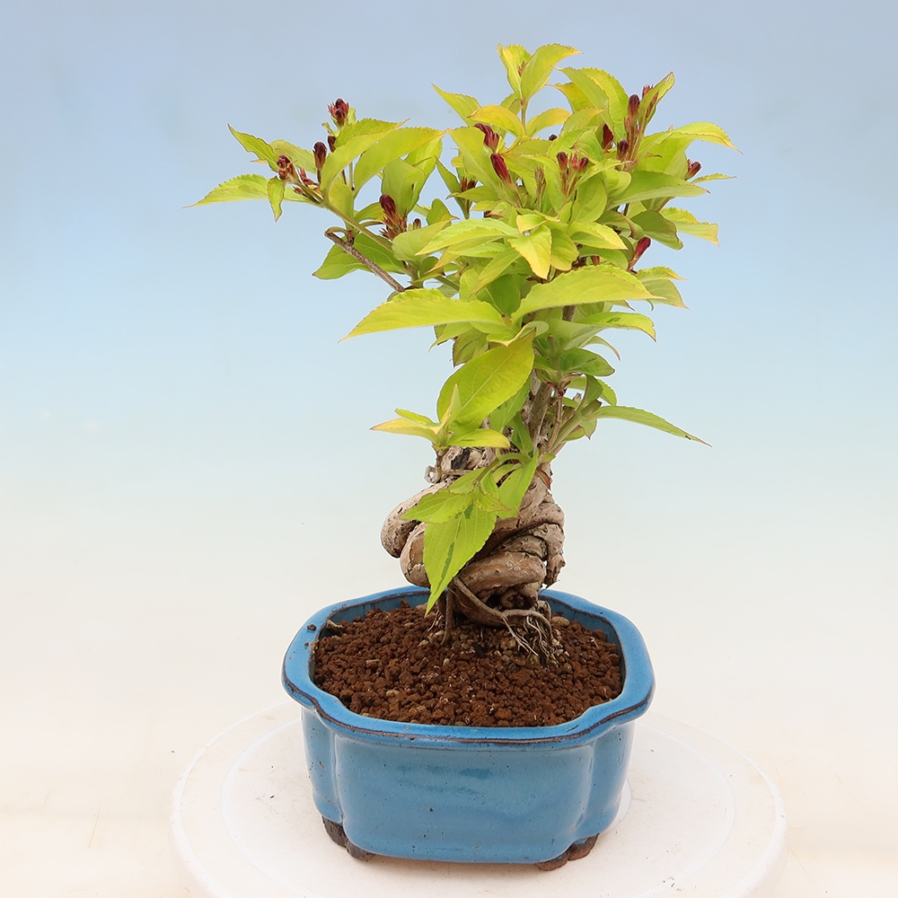 Bonsai da esterno - Weigela subsessilis - Weigela coreana