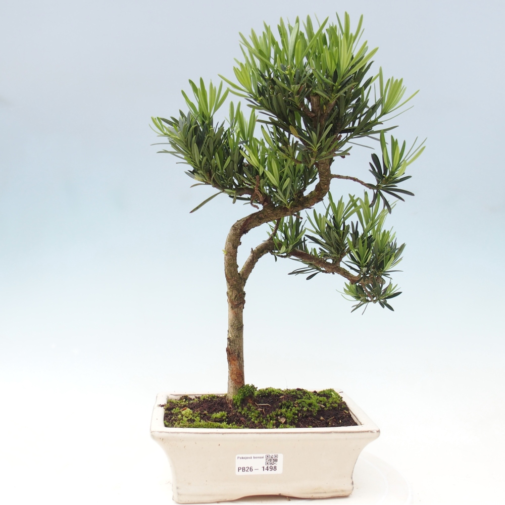 Camera bonsai - Podocarpus - Tasso delle pietre