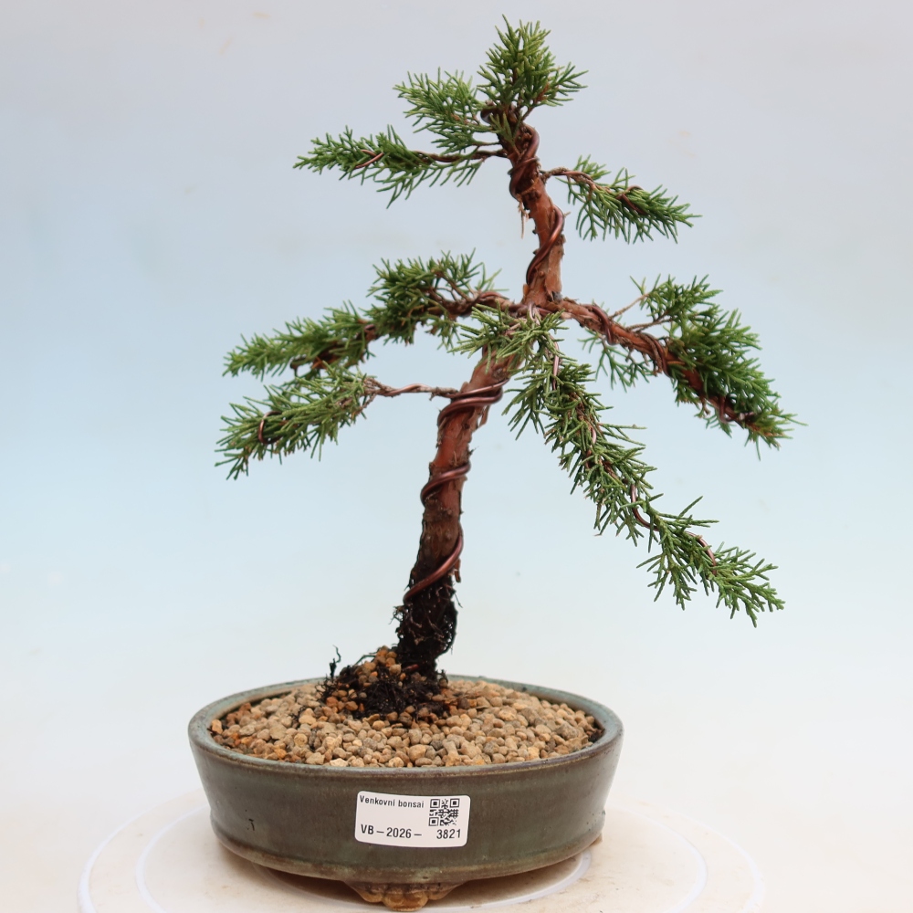Bonsai da esterno - Juniperus chinensis Kishu
