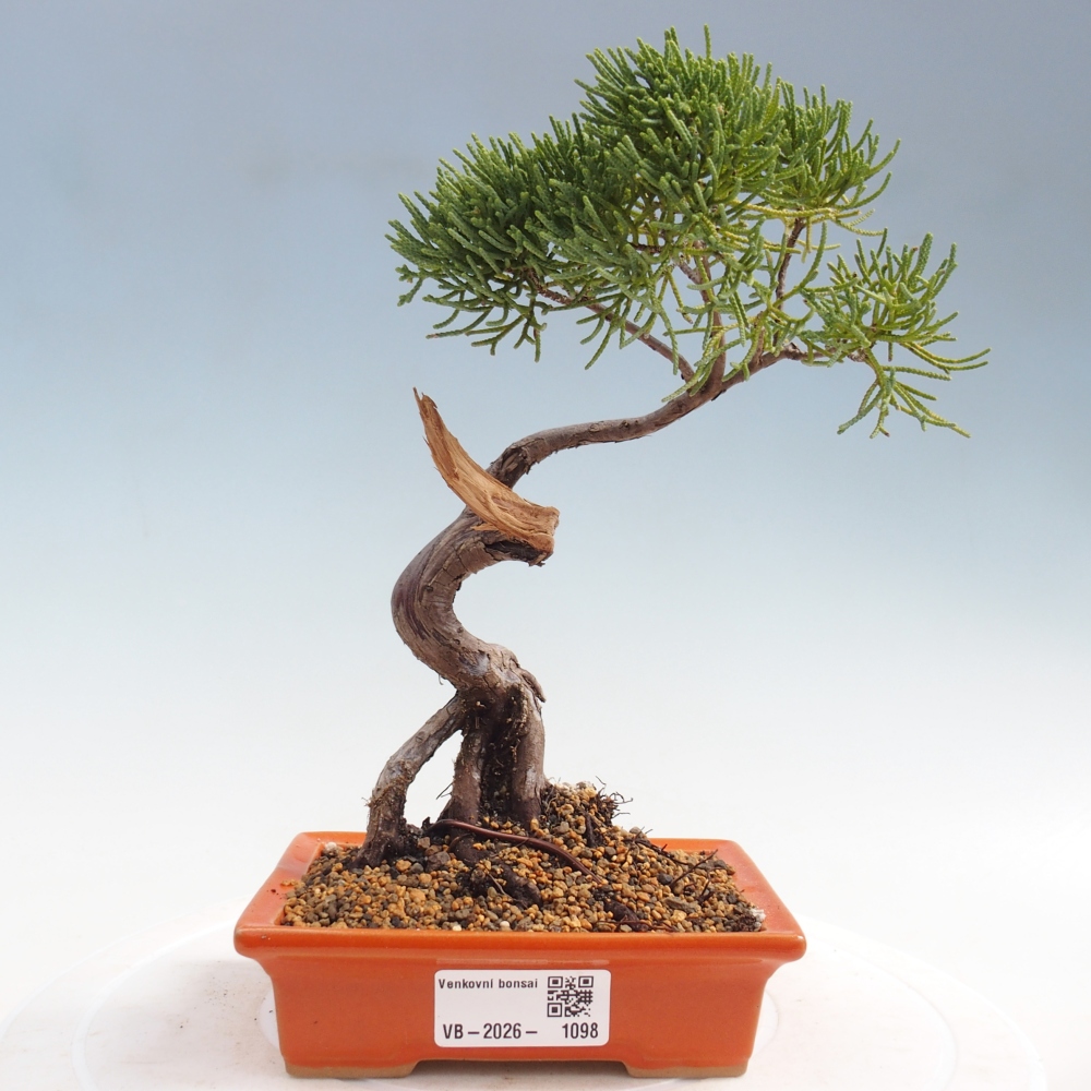 Bonsai da esterno - Juniperus chinensis Kishu