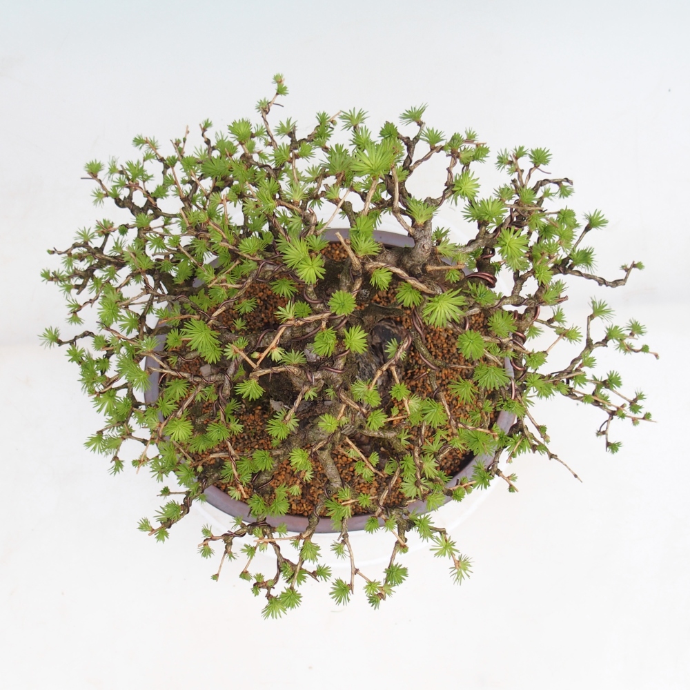 Bonsai da esterno -Larix decidua - Larice