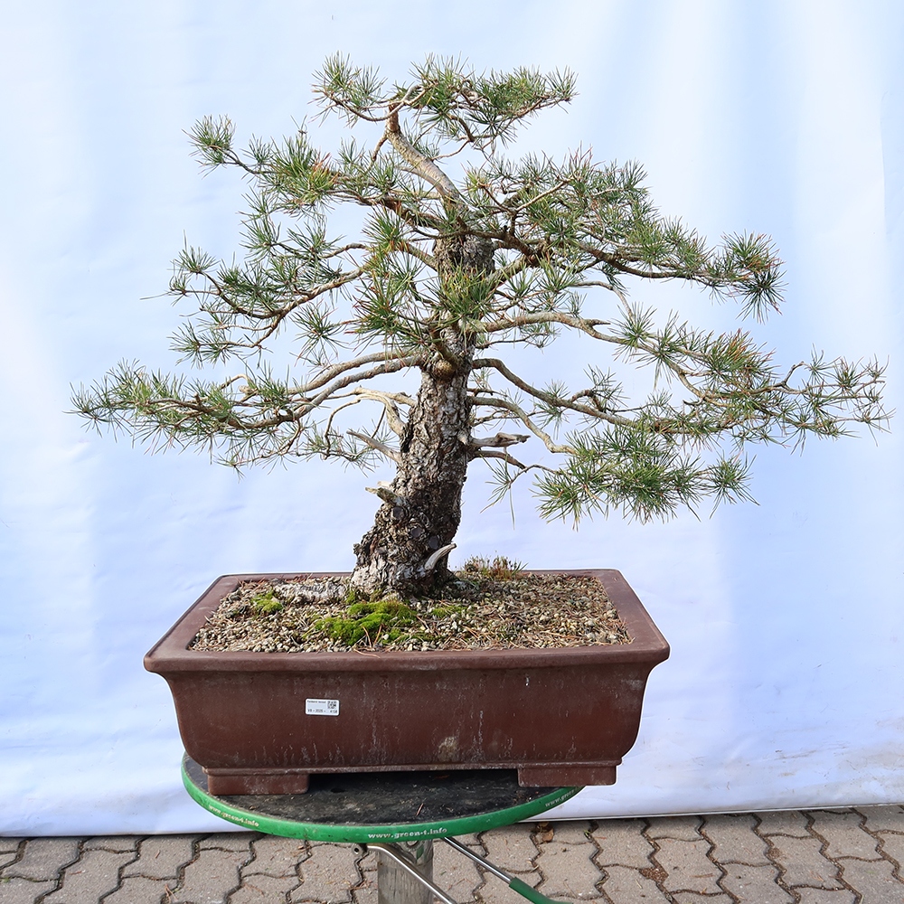 Pinus sylvestris Spagna - pino silvestre