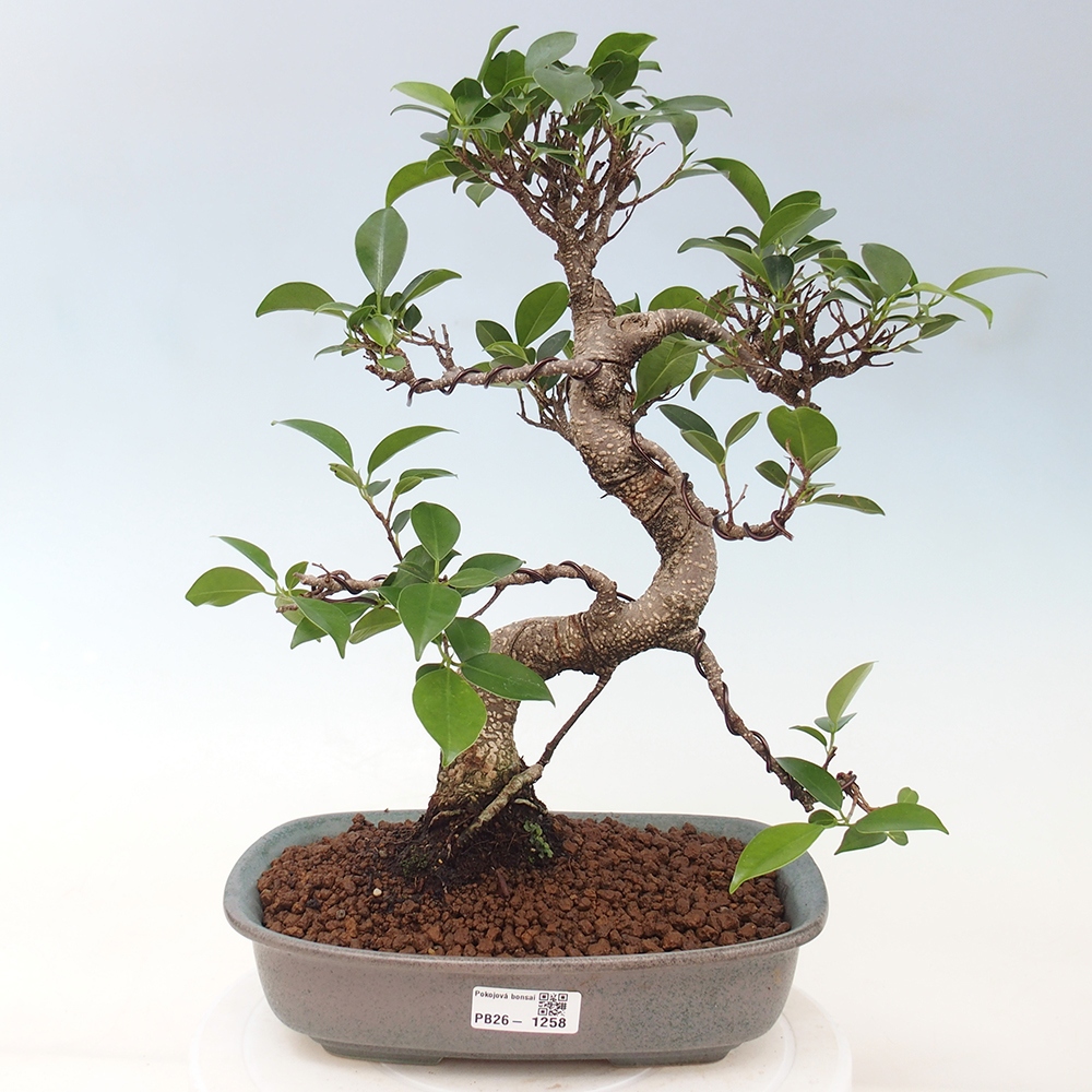 Camera bonsai - Ficus kimmen - ficus a foglie piccole