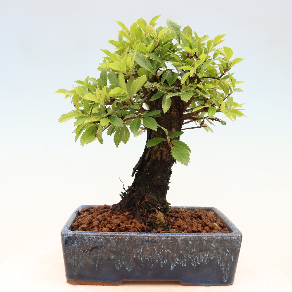 Bonsai da esterno - Zelkova - Zelkova NIRE