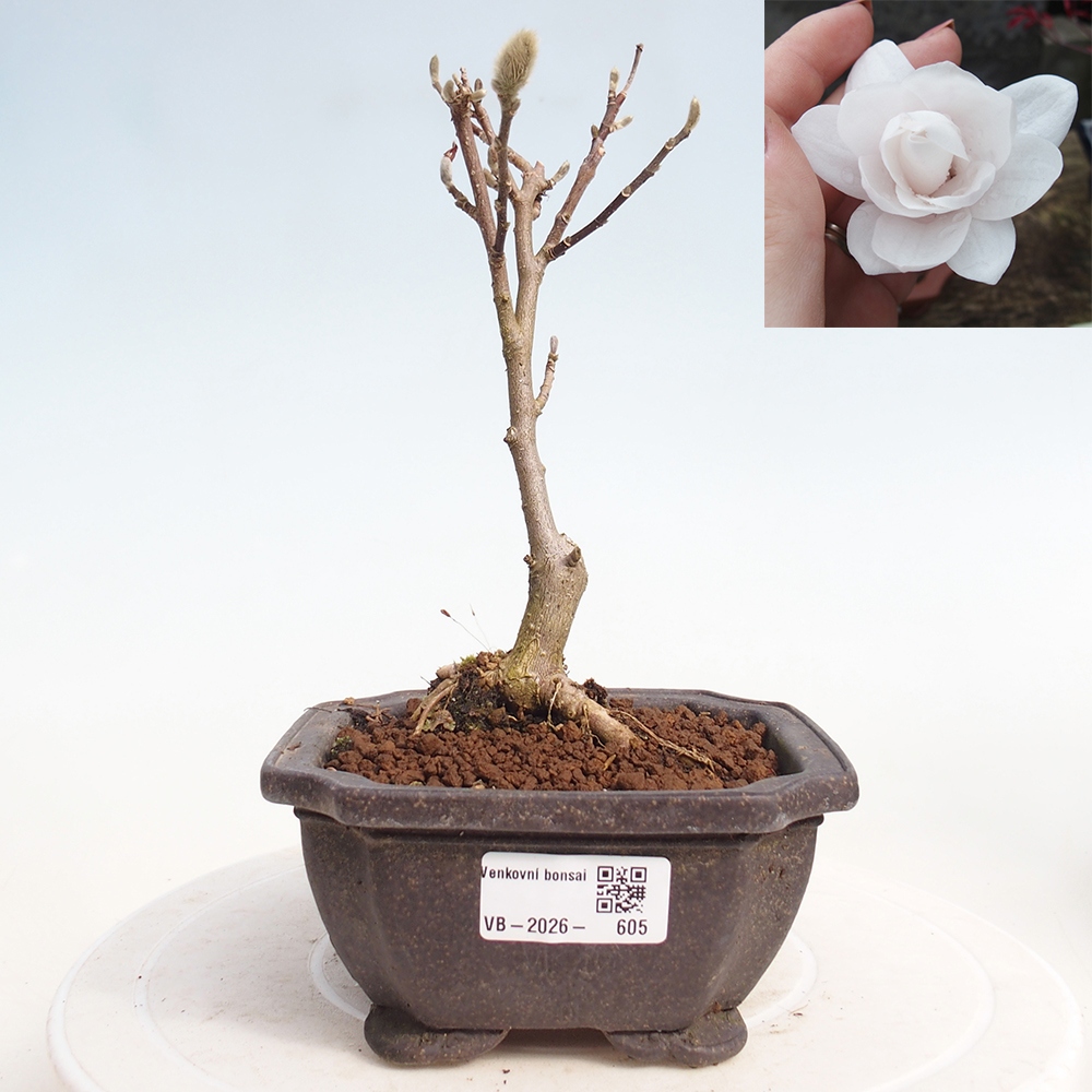 Bonsai da esterno - Magnolia stellata