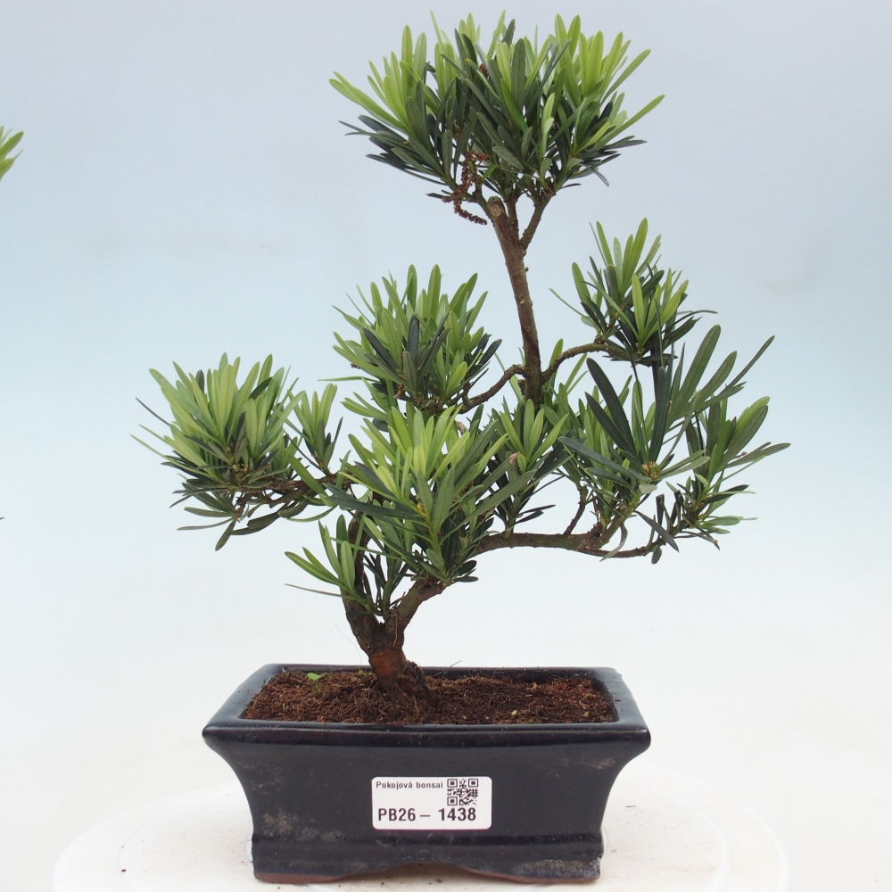 Camera bonsai - Podocarpus - Tasso delle pietre
