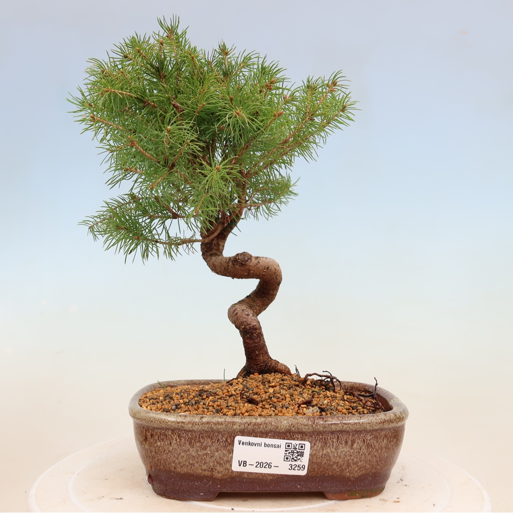 Bonsai da esterno - Abete rosso - Picea glauca globo