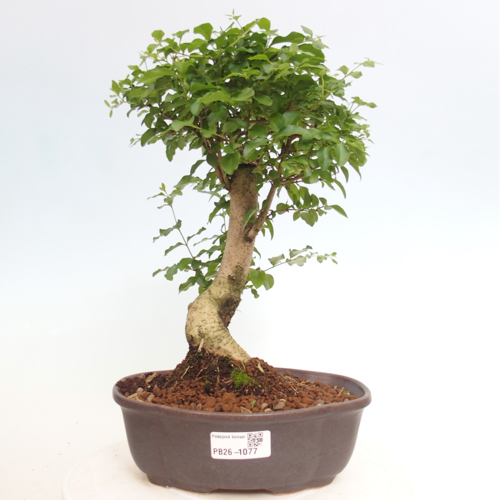 Camera bonsai -Ligustrum chinensis - Becco d'uccello