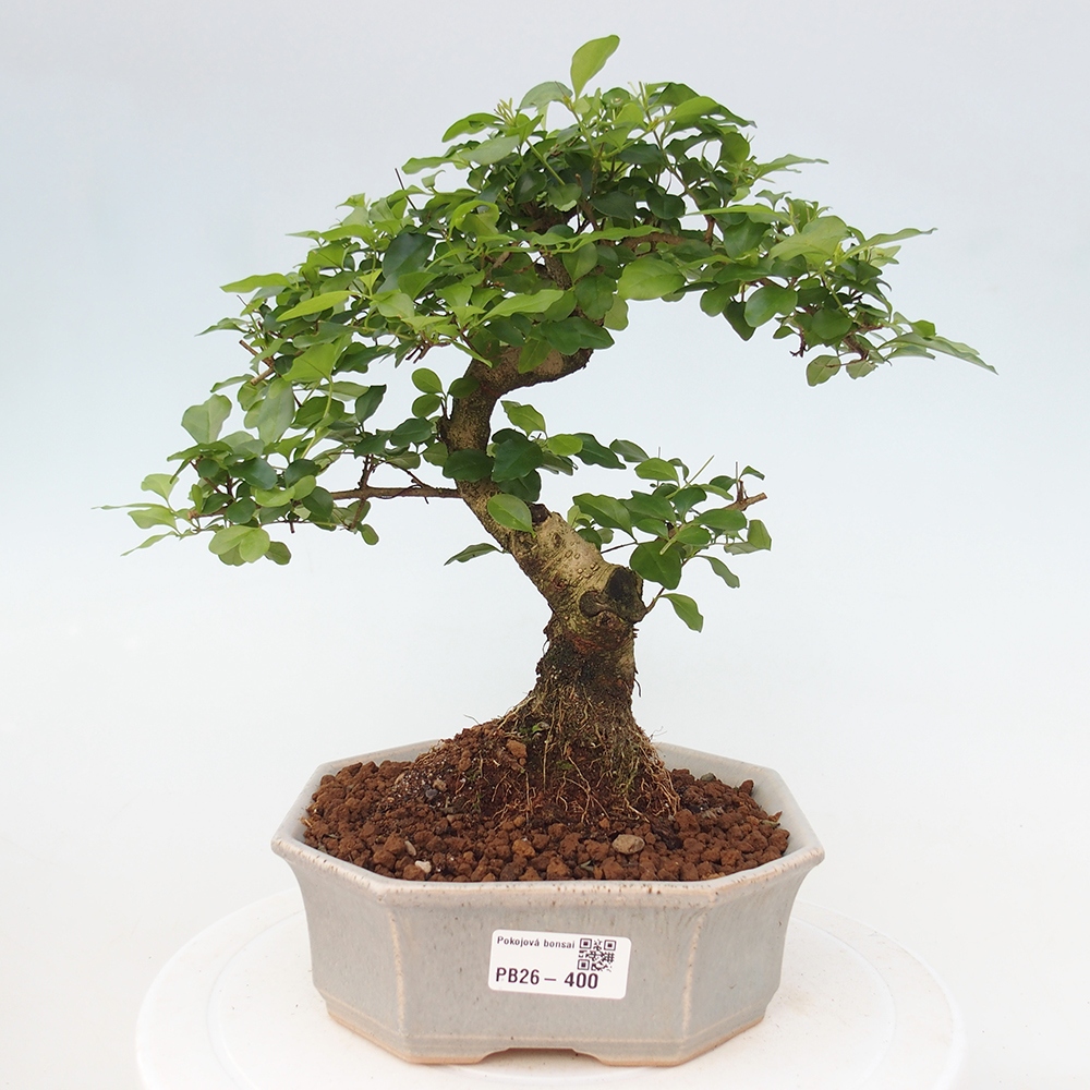Camera bonsai -Ligustrum chinensis - Becco d'uccello