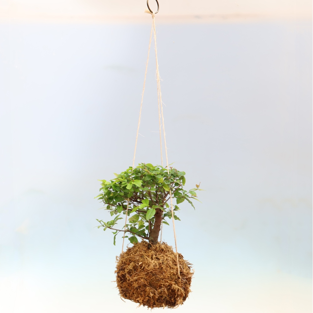 Kokedama in ceramica - Sagerecia tea - Sageretia thea