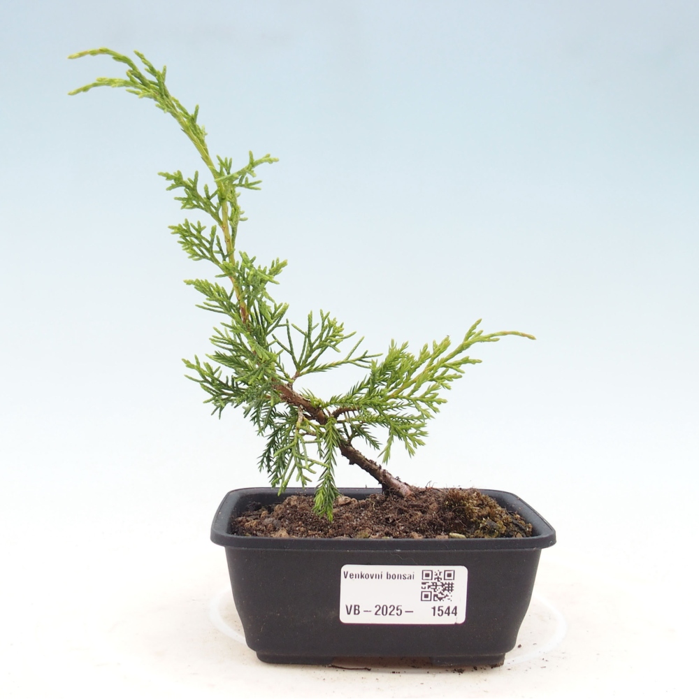 Bonsai da esterno - Juniperus chinensis Itoigawa