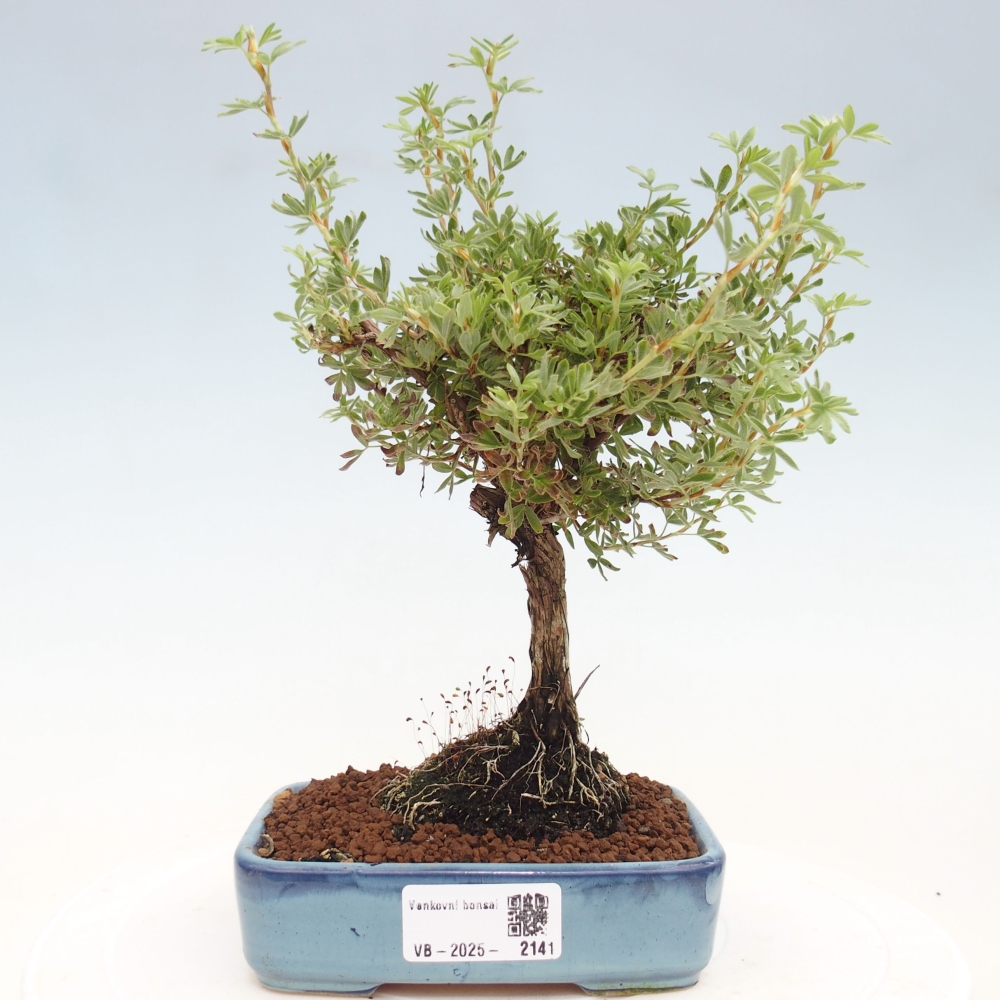 Bonsai da esterno - Potentila fruticosa yellow Bird