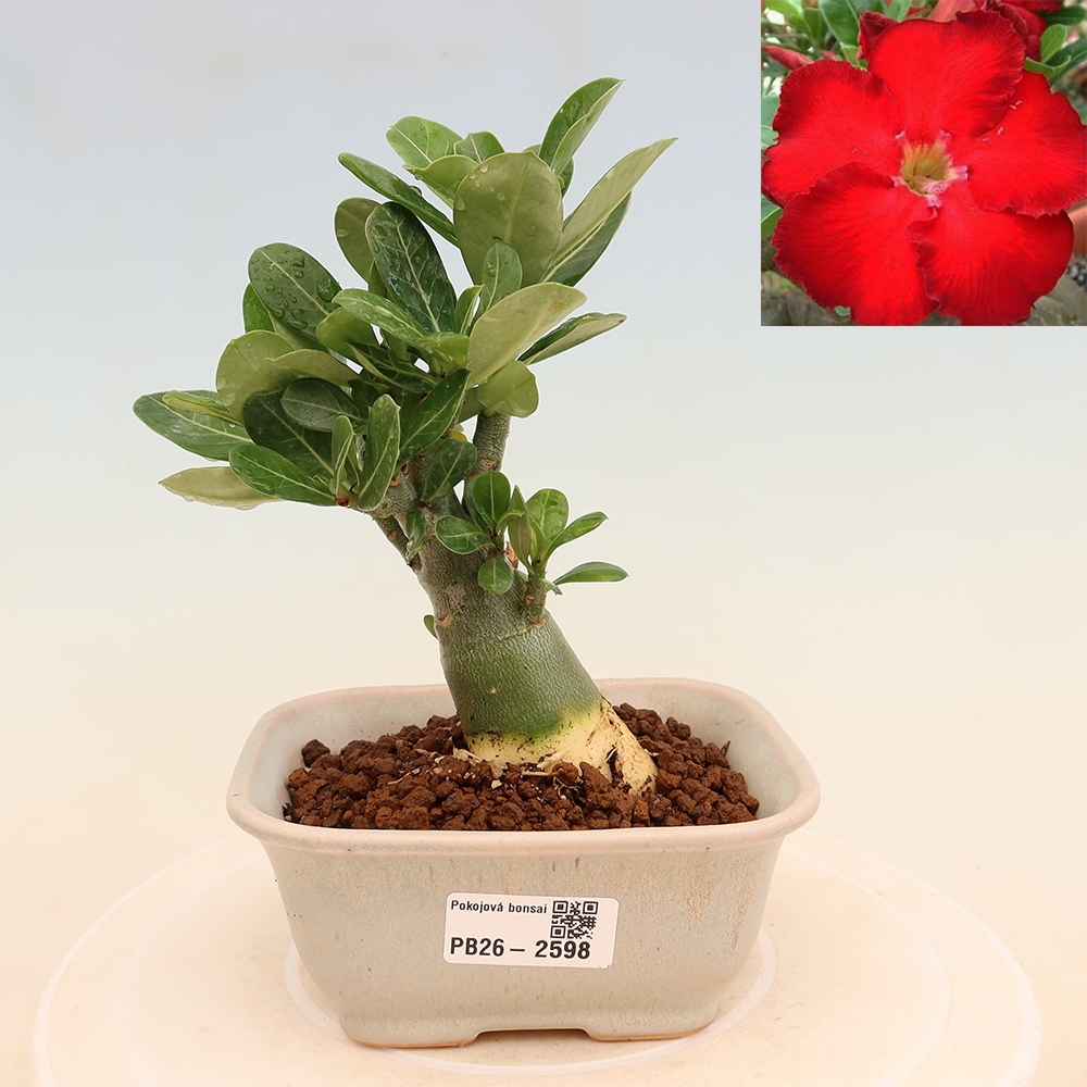 Bonsai da interno - Adenium obesum Red Star - Rosa del deserto