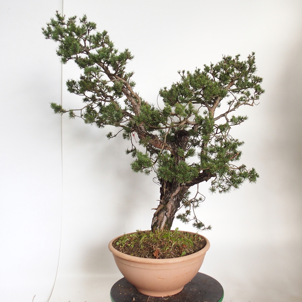Yamadori - Pinus sylvestris Spagna