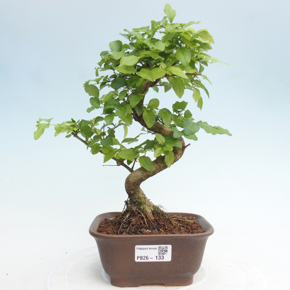 Camera bonsai -Ligustrum chinensis - Becco d'uccello