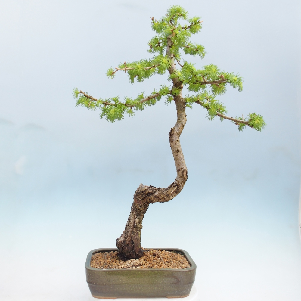 Bonsai da esterno -Larix decidua - Larice