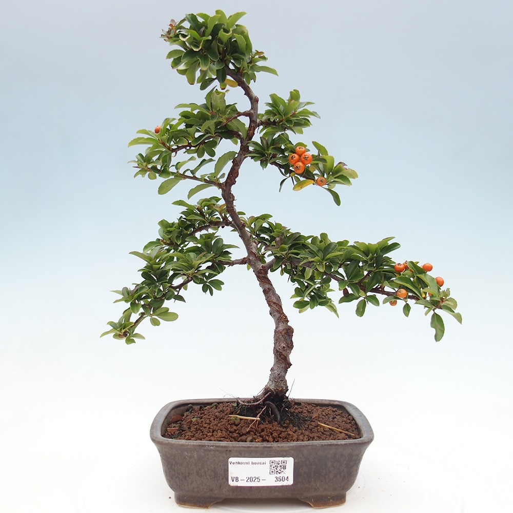 Bonsai da esterno-Pyracantha Teton -Hlox