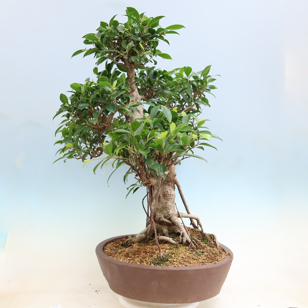 Camera bonsai - Ficus kimmen - ficus a foglie piccole