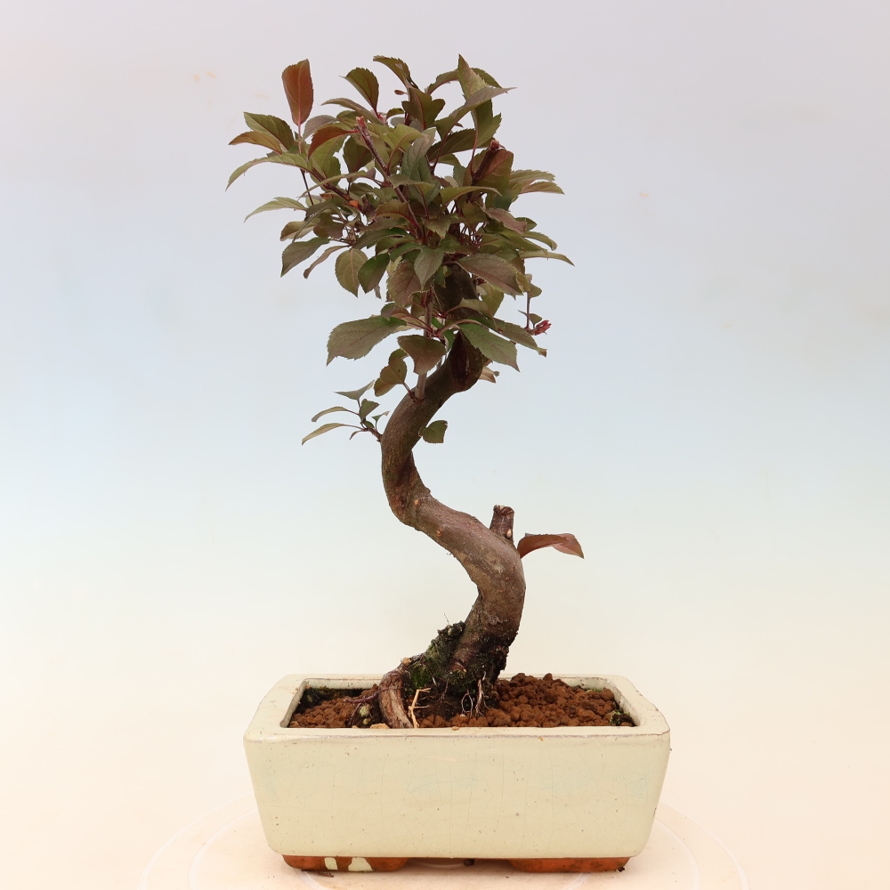 Bonsai da esterno -Malus domestica - Melo a piccoli frutti a foglie rosse