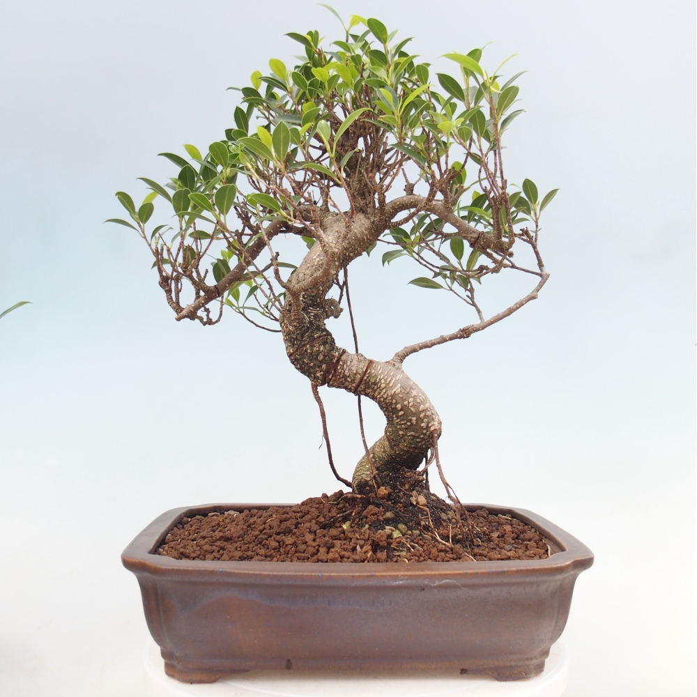 Camera bonsai - Ficus kimmen - ficus a foglie piccole