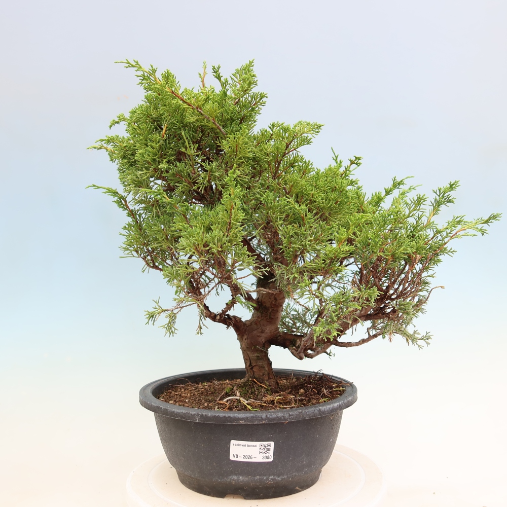 Bonsai da esterno - Juniperus chinensis Itoigawa-Juniperus chinensis