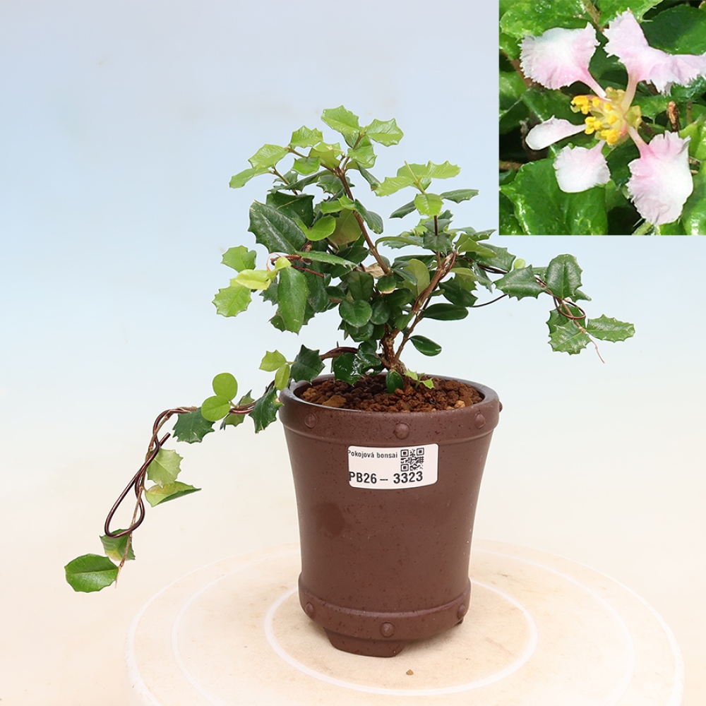 Bonsai da interno - Malpighia delle Barbados - Malpighia coccigera