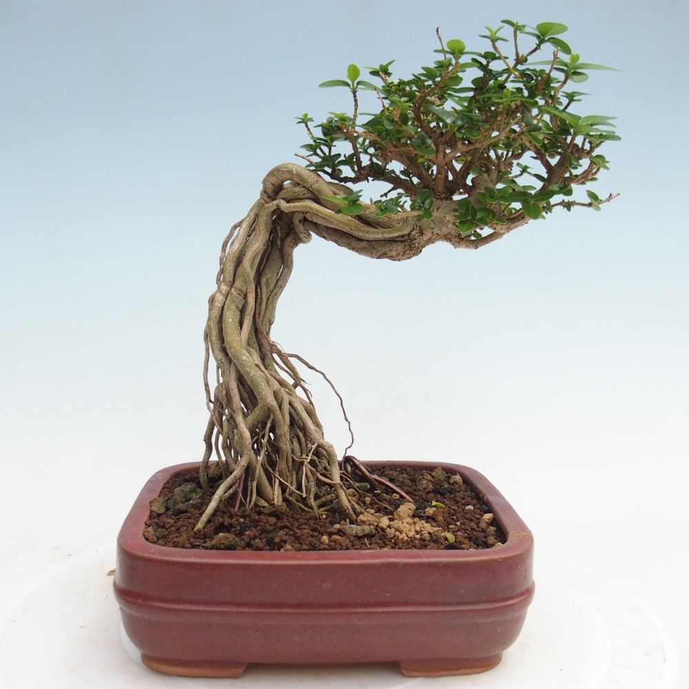 Bonsai da interno - Premna serratifolia - Kozlovna malolista