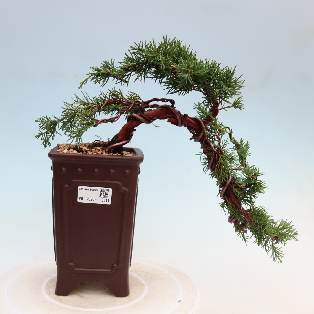 Bonsai da esterno - Juniperus chinensis Kishu