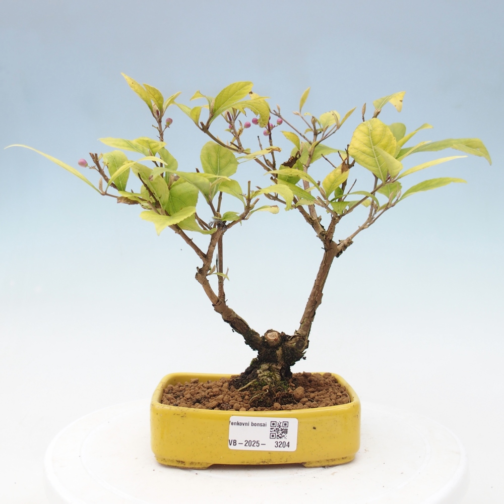 Bonsai da esterno - Callicarpa japonica