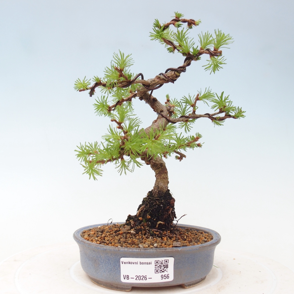 Bonsai da esterno - Larix Kaempferi - Larice giapponese