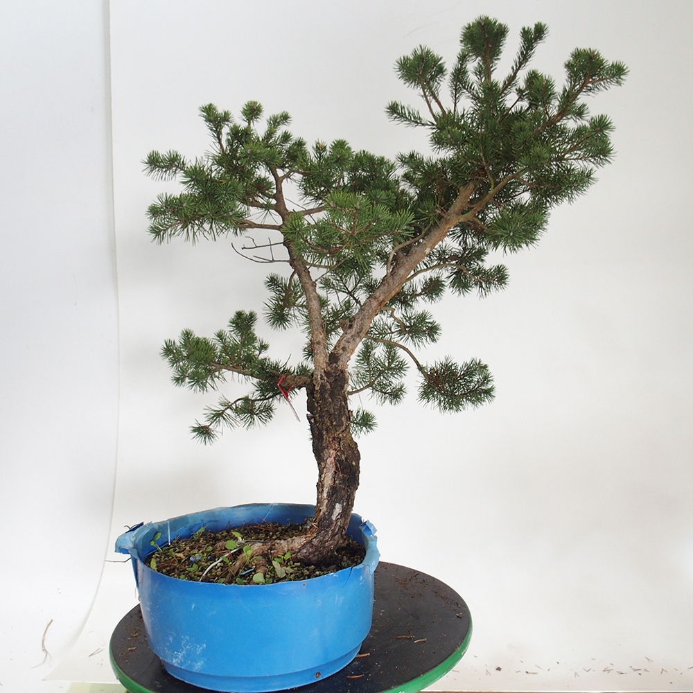 Yamadori - Pinus sylvestris Spagna