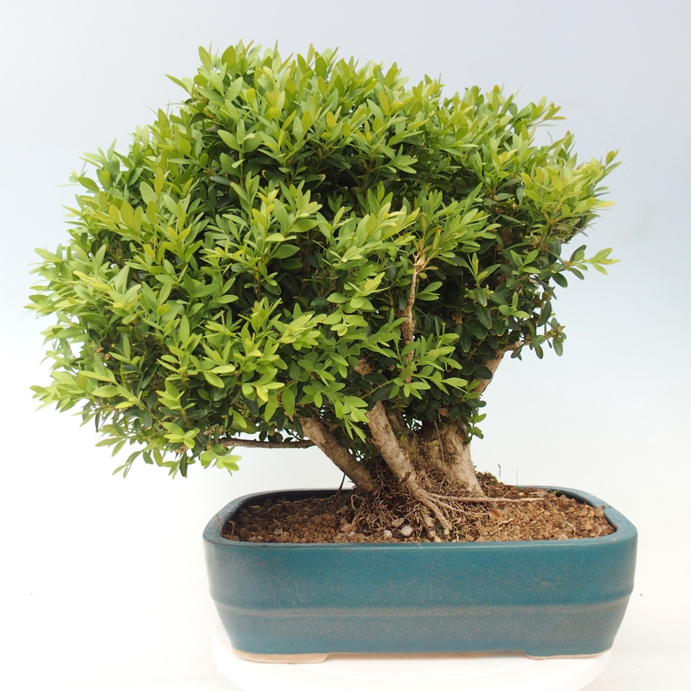 Bonsai da esterno - Buxus sempervirens - bosso