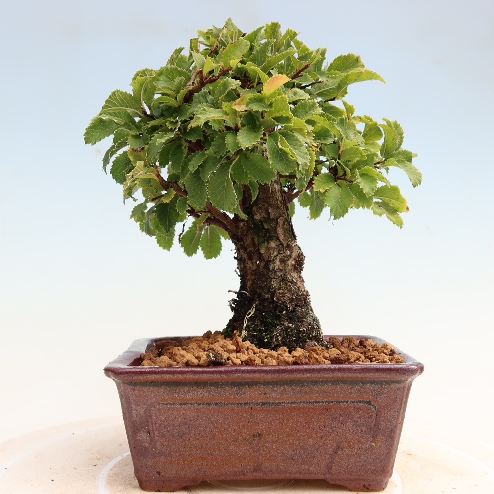 Bonsai da esterno - Zelkova - Zelkova NIRE