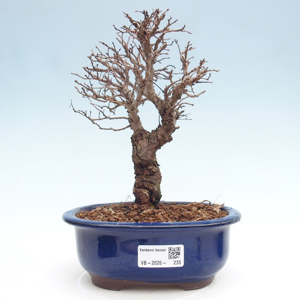 Bonsai da esterno - Zelkova - Zelkova NIRE