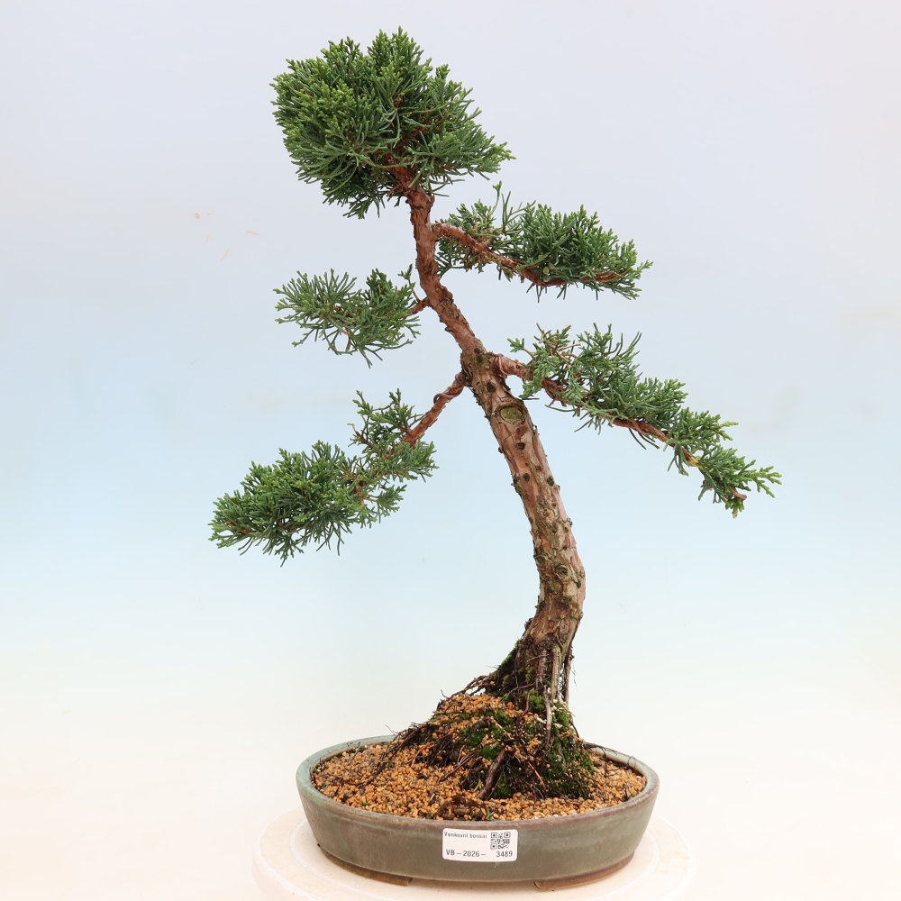 Bonsai da esterno - Juniperus chinensis Kishu