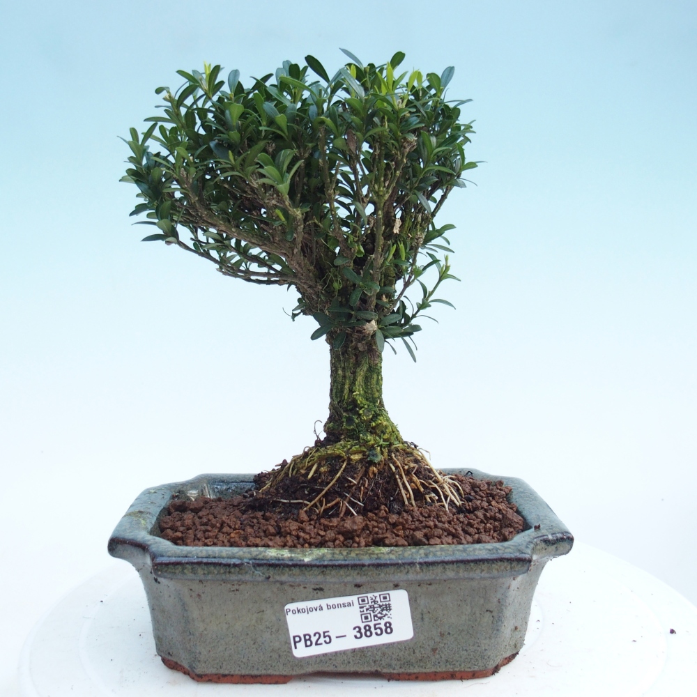 Camera bonsai - Buxus harlandii - buxus da sughero